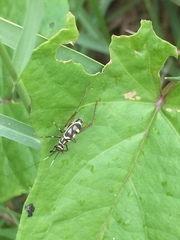 Phylloscyrtus amoenus