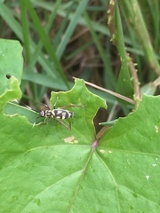 Phylloscyrtus amoenus