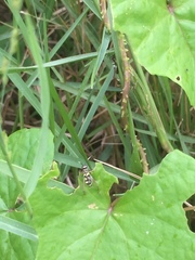 Phylloscyrtus amoenus