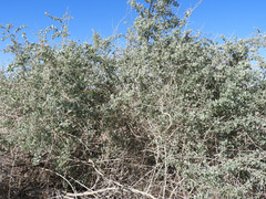 Atriplex lentiformis
