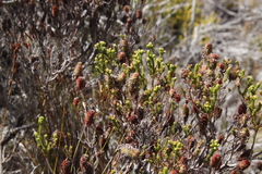 Erica sessiliflora