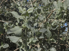 Atriplex lentiformis