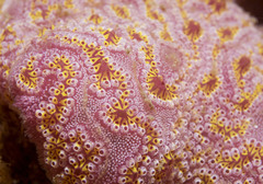 Botrylloides leachii