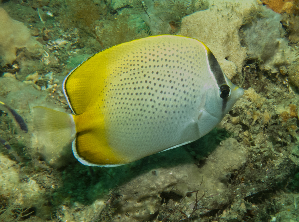 Gunther's butterflyfish (Chaetodon guentheri) — Chaetodontidae