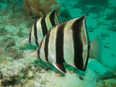 Chelmonops truncatus