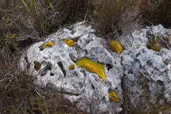 Hypodontium pomiforme