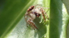 Opisthoncus mandibularis