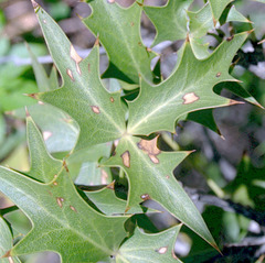 Berberis harrisoniana