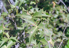 Berberis harrisoniana
