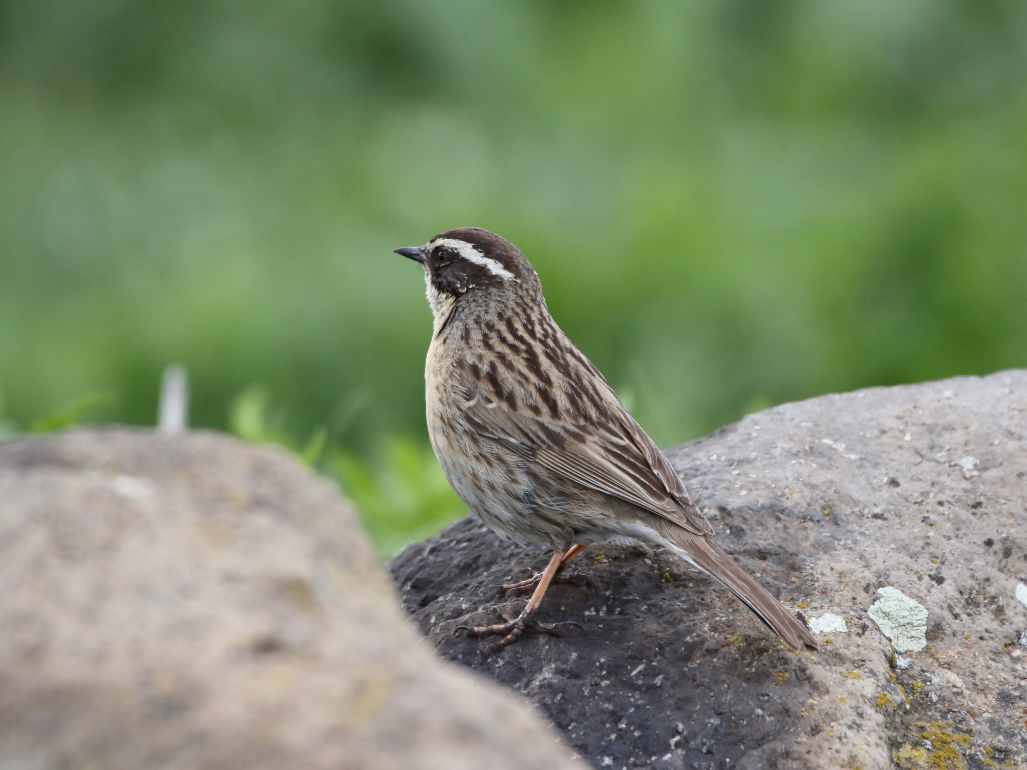 Radde's Accentor illustration