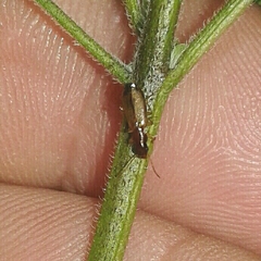 Paradromius