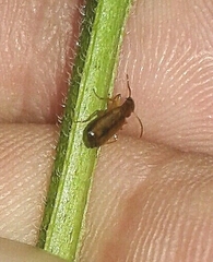 Paradromius