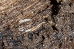 Pauropoda