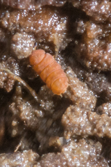 Eurypauropus