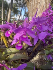 Guarianthe