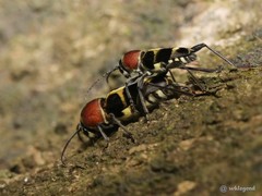 Xylotrechus rufilius