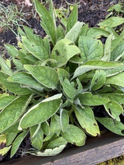 Pentaglottis