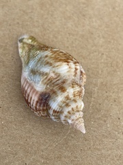 Strombus alatus image