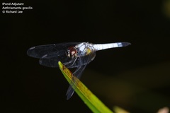 Aethriamanta gracilis