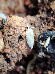 Platyarthrus codinai