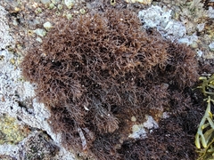 Endocladia