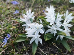 Scilla mischtschenkoana