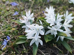 Scilla mischtschenkoana