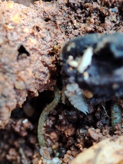 Platyarthrus codinai