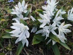 Scilla mischtschenkoana