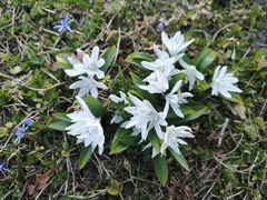 Scilla mischtschenkoana