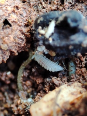 Platyarthrus codinai