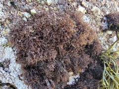 Endocladia