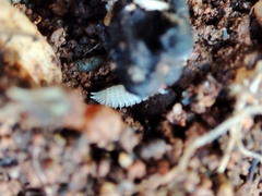 Platyarthrus codinai