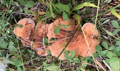 Sarcodon stereosarcinon