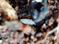 Platyarthrus codinai