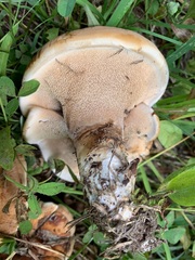 Sarcodon stereosarcinon