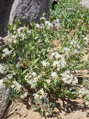 Amsonia tomentosa