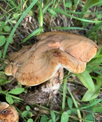 Sarcodon stereosarcinon