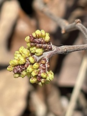 Rhus aromatica aromatica