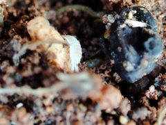 Platyarthrus codinai