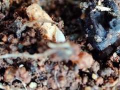 Platyarthrus codinai