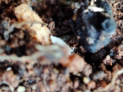 Platyarthrus codinai