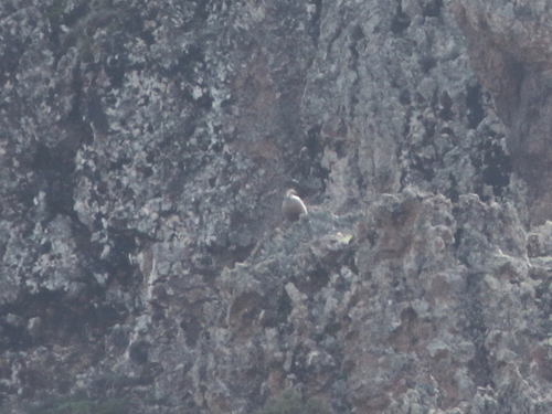 Caspian Snowcock (Tetraogallus caspius), photo 10