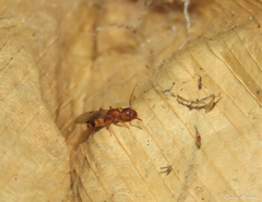 Dolichoderus diversus
