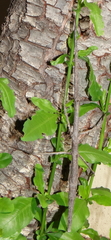 Bactrododema