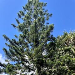 Eutacta