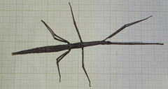 Bactrododema