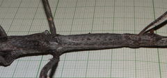 Bactrododema