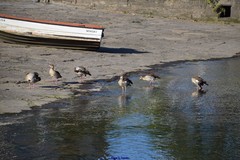 Alopochen aegyptiaca