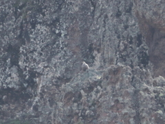 Tetraogallus caspius